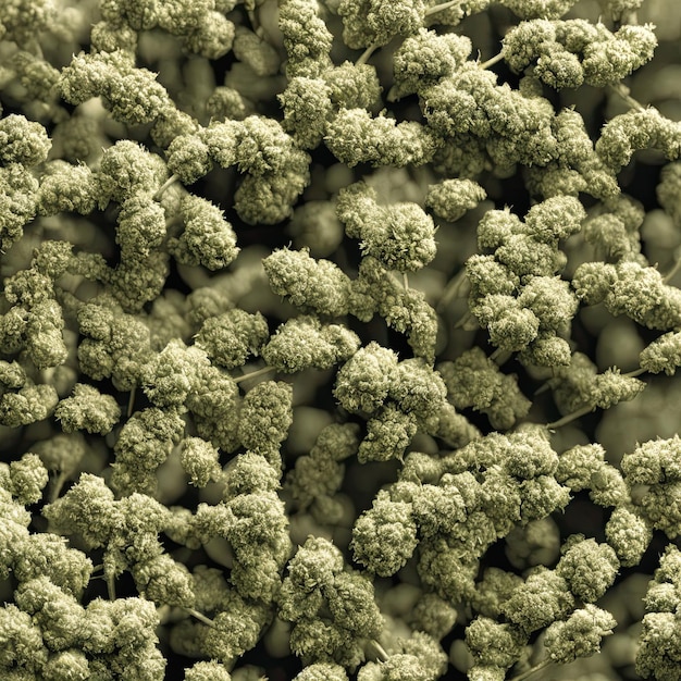 Weed, cannabis closeup view