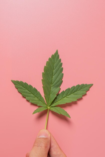 Weed cannabis hemp marijuana leaf on colorful background