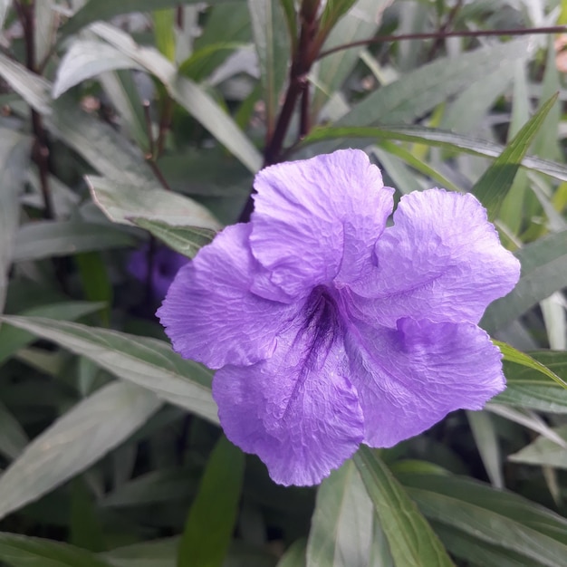 the weed flower looks beautiful close up in a pretty purple color