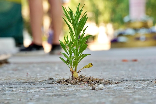 weed growing through crack in cocrete pavement