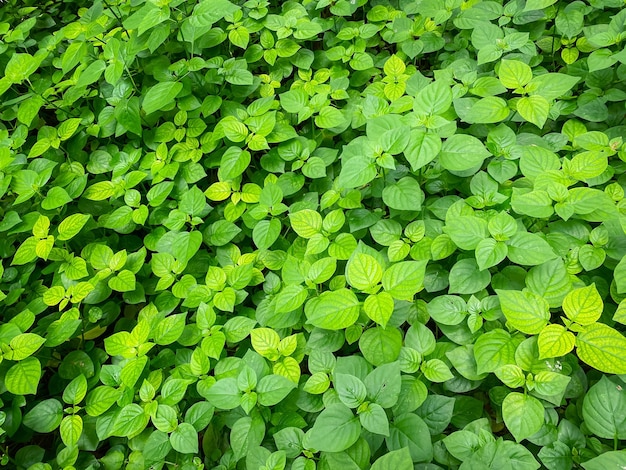 地面に覆われて育った雑草