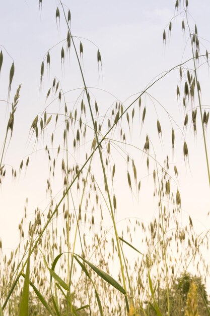 Photo weed in wheat