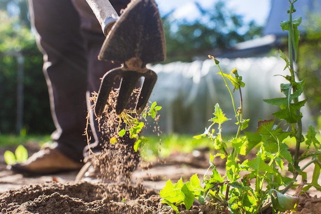 Weeding beds with agricultura plants growing in the garden Weed control in the garden Cultivated land closeup Agricultural work on the plantation