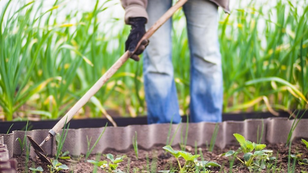 Weeding beds with agricultura plants growing in the garden Weed control in the garden Cultivated land closeup Agricultural work on the plantation