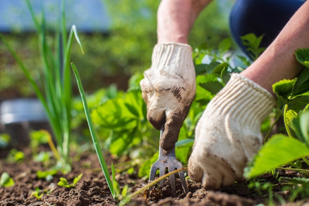 weeding beds with agricultura plants growing in the garden weed control in the garden cultivated land closeup agricultural work on the plantation