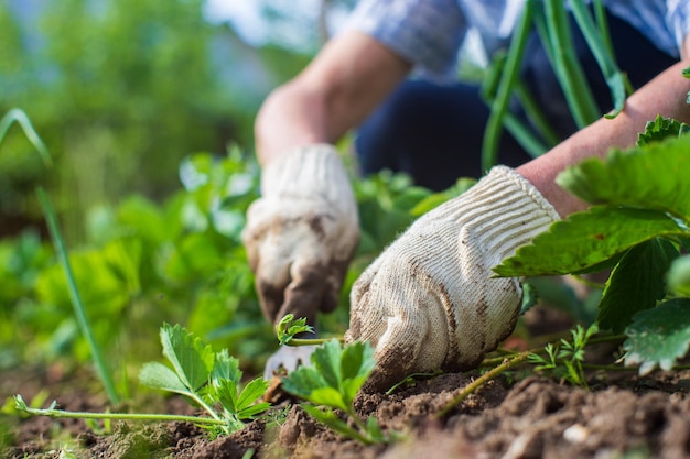 weeding beds with agricultura plants growing in the garden weed control in the garden cultivated land closeup agricultural work on the plantation