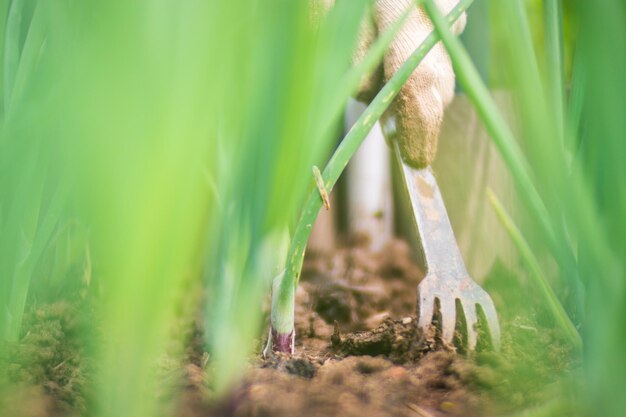 Weeding beds with agricultura plants growing in the garden weed control in the garden cultivated land closeup agricultural work on the plantation