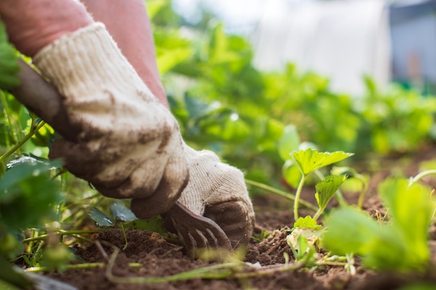 weeding beds with agricultura plants growing in the garden weed control in the garden cultivated land closeup agricultural work on the plantation