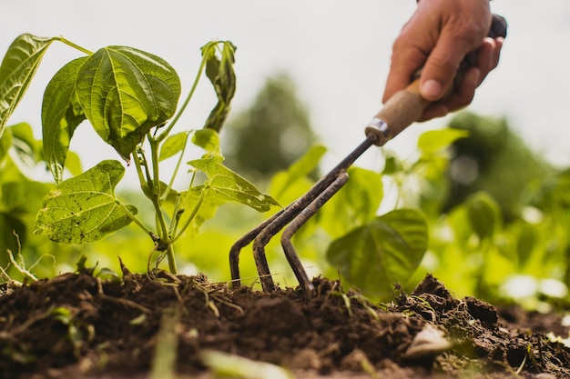 weeding beds with agricultura plants growing in the garden weed and pest control in the garden cultivated land closeup