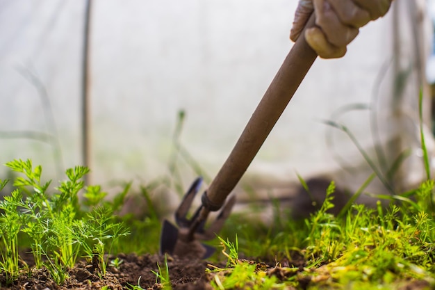 Weeding beds with agricultura plants growing in the garden Weed and pest control in the garden Cultivated land closeup