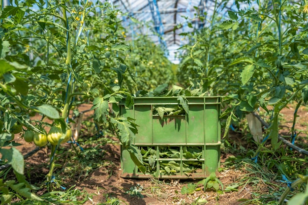 Weeds and grass in a crate in a greenhouse after cleaning