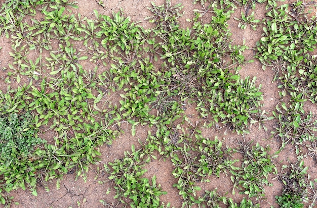 Weeds grow on dried clay soil Drought and environmental problems