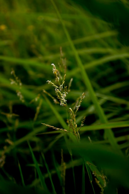 Фото Сорняки растут на полях