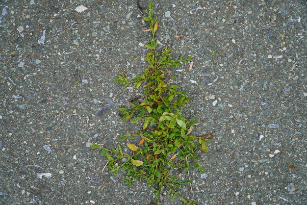 Weeds growing through cracks in asphalt roadway