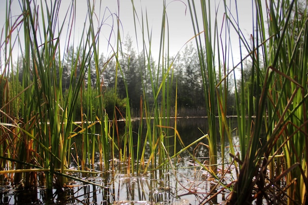 Weeds in the pond during the day