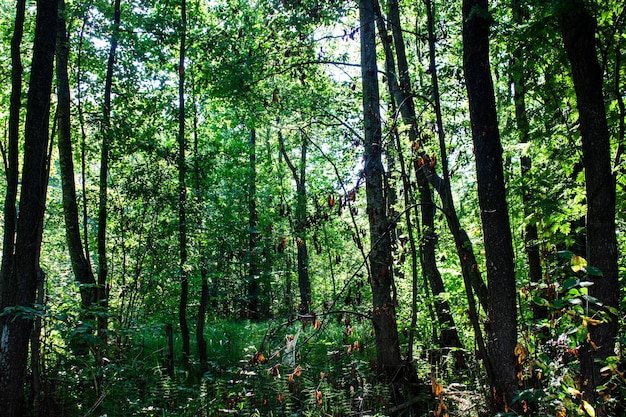 Weeds trees overgrown Trees in the thickets of the forest swampy places