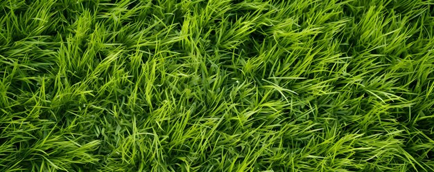 Weedy Lawn Grass Pattern