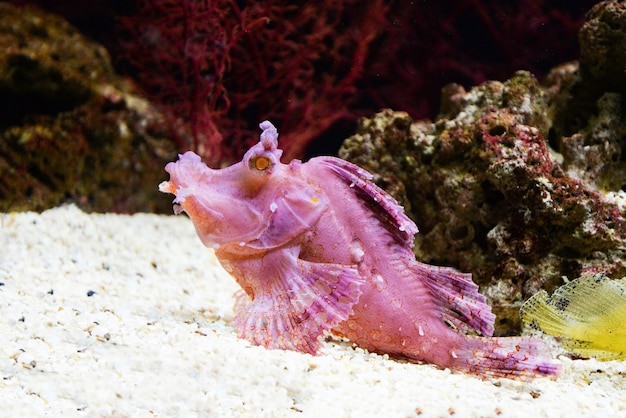 Weedy Scorpionfish плавание аквариум подводный аквариум