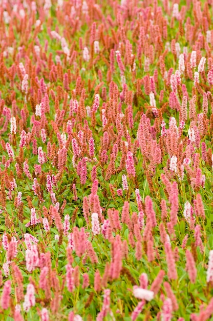 Weegbree roze bloemen