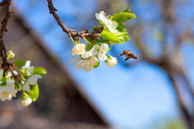 Weelderig bloeiende appelboomtak in de boomgaard van de boer