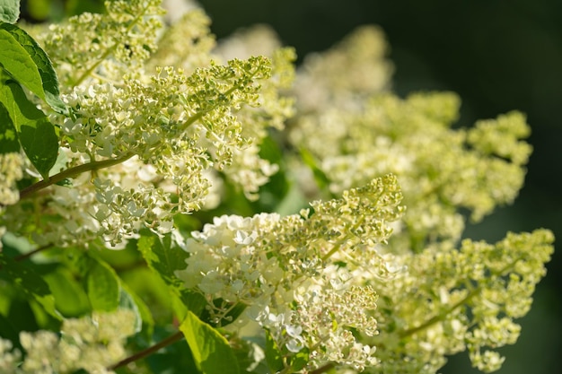 Weelderig bloeiende hortensiastruik met witte en blauwe bloemen, zomertuin