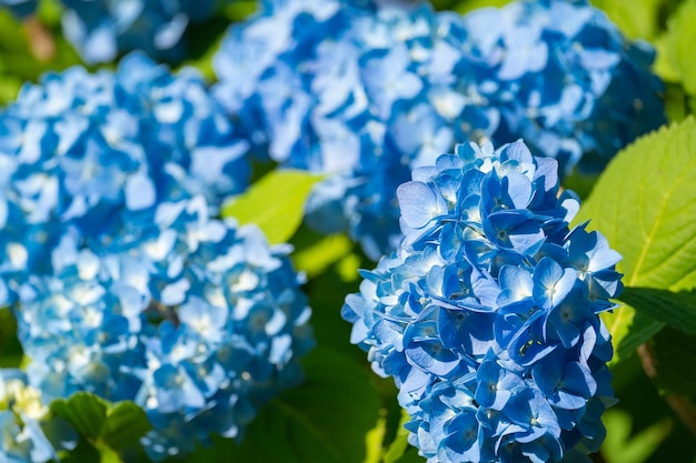 Weelderig bloeiende hortensiastruik met witte en blauwe bloemen, zomertuin