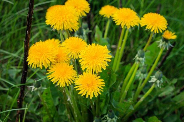 Weelderig bloeiende paardebloemen in de tuin in het voorjaar