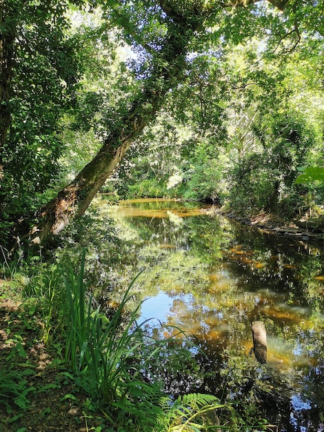 Weelderig bos met bomen en rivier