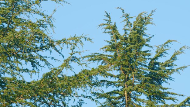 Weelderig gebladerte overdag prachtige tak van immergroene sparren nog steeds