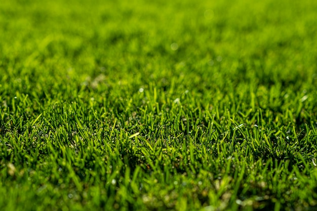 Weelderig groen gazongras, sluit omhoog.