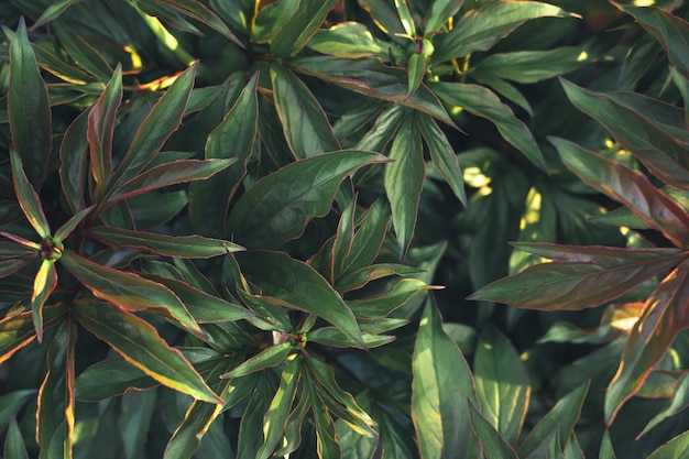 Weelderig groen gebladerte van pioenrozen Plant achtergrond close-up