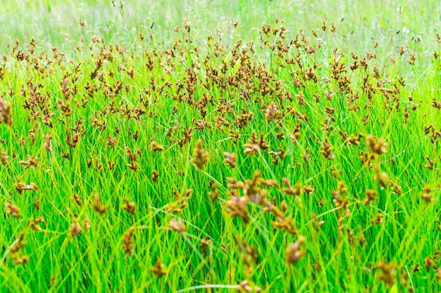 Weelderig groen gras in de wei met bruine aartjes en zaden Groen gras achtergrond