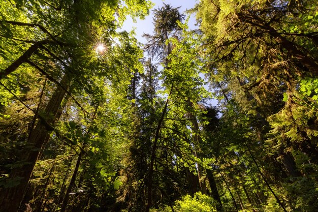 Weelderig groen regenwoud in het Pacifische noordwesten van Macmillan Provincial Park