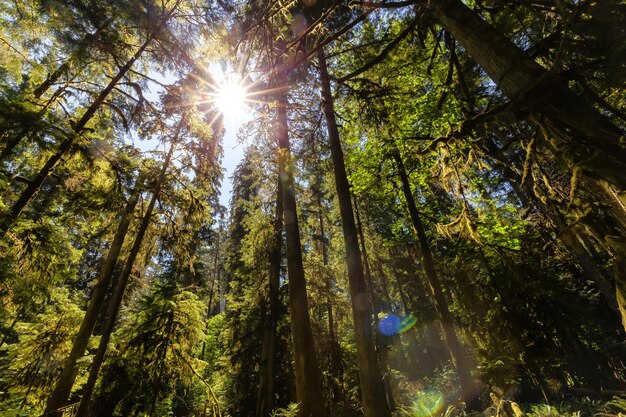 Weelderig groen regenwoud in het Pacifische noordwesten van Macmillan Provincial Park