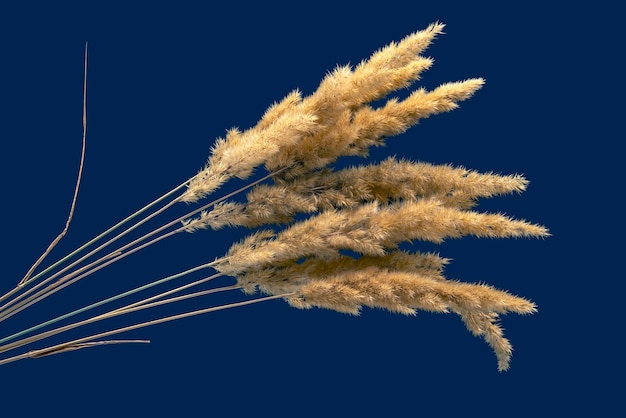 Weelderige bos geel droog gras op een donkere achtergrond aard van planten en plantkunde