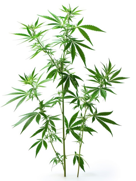 Weelderige cannabisplanten op witte achtergrond