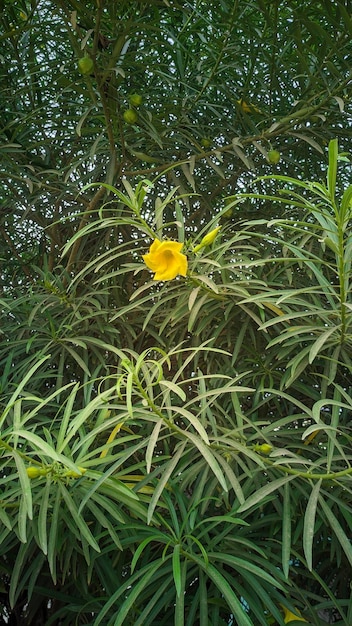 Weelderige gele oleander groene bladeren en bloemen