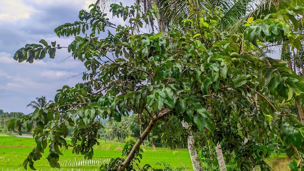 Weelderige groene guava-bladvruchten in Indonesië