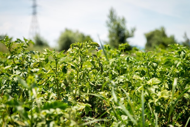 Weelderige groene moestuin