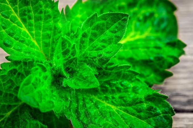 Weelderige groene muntblaadjes