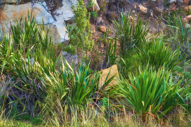 Weelderige groene struiken en struiken groeien tussen de rotsen op de Tafelberg Kaapstad Zuid-Afrika Flora en planten in een vredige kalme serene rustige en onontgonnen natuurgebied overzee in de zomer