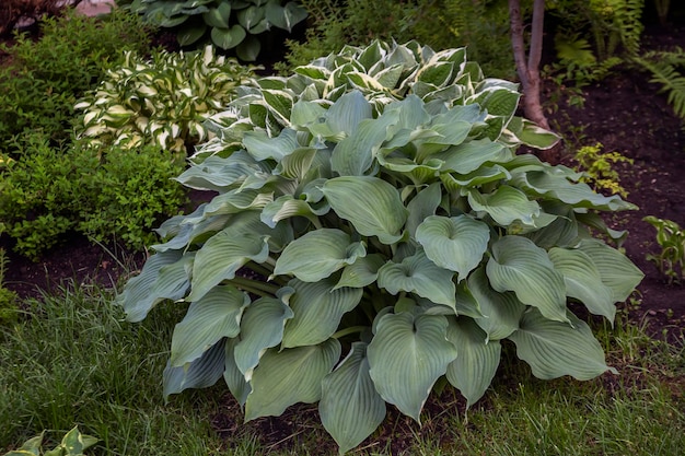 Foto weelderige hosta op een bloembed in het park. landschapsarchitectuur, vaste planten.