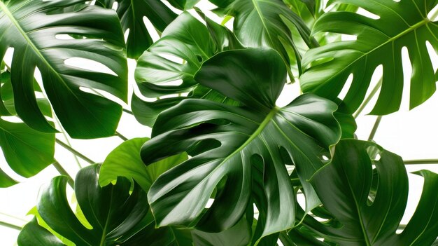 Weelderige levendigheid Een adembenemende close-up van een majestueuze groene bladplant