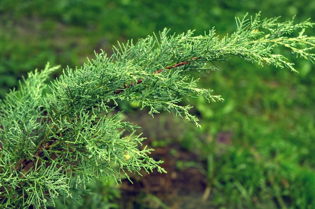 Foto weelderige natte tak van de immergroene naaldboom