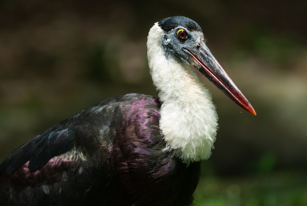 Weelderige ooievaar, Aziatische Woollyneck (Ciconia episcopus)