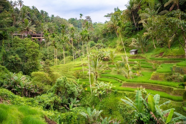 Weelderige padieveldenaanplanting op het eiland Indonesië van Bali
