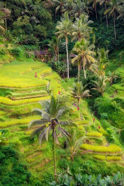 Weelderige padieveldenaanplanting op het eiland Indonesië van Bali