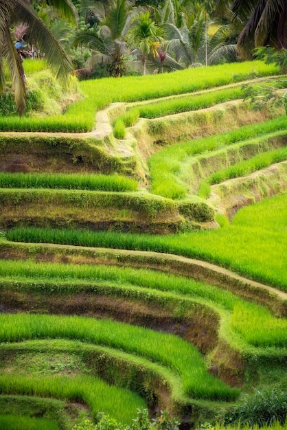 Weelderige padieveldenaanplanting op het eiland Indonesië van Bali