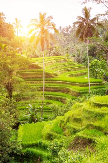 Weelderige padieveldenaanplanting op het eiland Indonesië van Bali