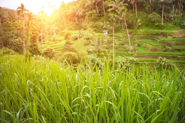 Weelderige padieveldenaanplanting op het eiland Indonesië van Bali